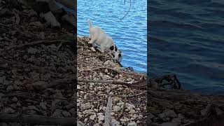 Wild Goat Drinking Adventure by the Lake shorts animals goat nature wildlife wildgoat [upl. by Naynek]