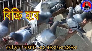 অরিজিনাল রেসার কবুতরের বাচ্চা বিক্রি হবেresar kabutar absislamictvরেসার কবুতরের বাচ্চার দাম [upl. by Milone]