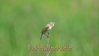 コヨシキリのさえずり Black browed Reed Warbler [upl. by Eseilana]