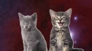 Gatitos cantando en el espacio [upl. by Derdle140]