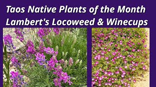 Locoweed amp Winecups Taos Native Plants of the Month June 2023 [upl. by Fiann]