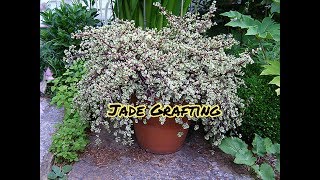 JadePortulacaria afra variegata Grafting with update [upl. by Aneelahs]