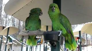 YellowNaped Amazon Parrots Talking like an Old Married Couple [upl. by Simmie]