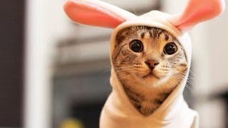 Easter Bunny Kitty [upl. by Sawtelle976]