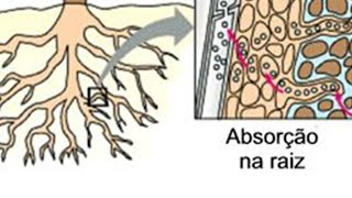 Absorção Radicular da Água e Sais Minerais [upl. by Hessler]