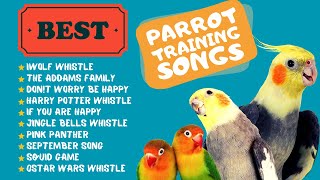 Easy Parrot Training Whistle Practice for Cockatiels Parrot Whistle Training [upl. by Aldis]