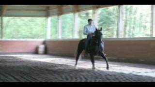 Gaited Horse Dressage Lateral cues in gait [upl. by Netsirhk]