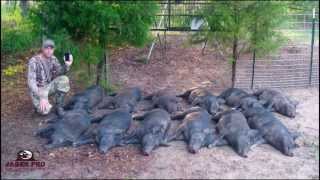 Wild Hog Trapping  14 1212 Success Trapping Feral Hogs in June Corn  JAGER PRO™ [upl. by Gradeigh]