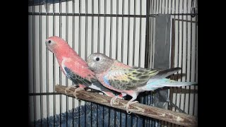 Rainbow Bourke Hen and Other Young Bourke Parakeets [upl. by Ejrog]