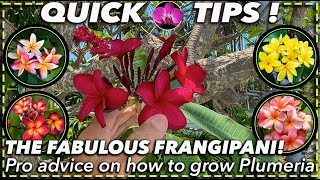 PLUMERIA PARADISE How to Grow and Care For the Stunning Frangipani [upl. by Oliy671]