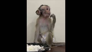 awesomemonkey babyanimal babymonkey cute amazingmonkey babyprimate animals lovelymonkeys [upl. by Einot]