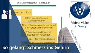 Schmerz und Schmerzweiterleitung Nozizeptoren und Schmerzfasern  Schmerzen verstehen [upl. by Anazus]