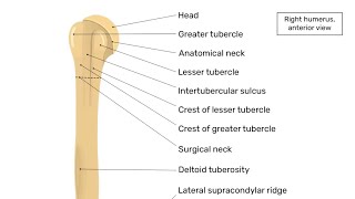 humerus bone anatomy 3d  anatomy of humerus bone attachments anatomy  bones of upper limb [upl. by Rintoul]