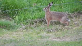 Jumping hare [upl. by Emile732]