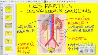 Vidéo système urinaire [upl. by Arenat627]