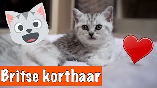 BRITSE KORTHAAR KITTENS😍  DierenpraatTV [upl. by Orual775]