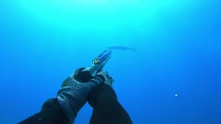 Spearfishing in Australia Moreton Island [upl. by Shere]