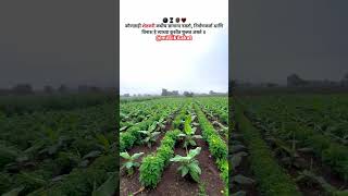 Intercroping farming intercropping banana and marigold intercroping shortsvideo shorts [upl. by Eidorb]