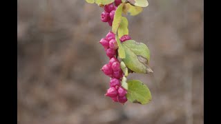 Coralberry Symphoricarpos orbiculatus [upl. by Gwenore817]