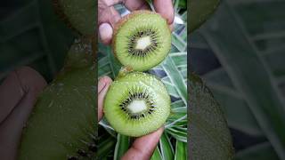 💥🤯இந்த பழத்த சாப்பிடாதீங்க⁉️ Kiwi fruit  கிவி பழம்  abithaakk kiwifruit shortsfeed shorts [upl. by Dugald]