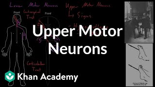 Upper motor neurons  Organ Systems  MCAT  Khan Academy [upl. by Anilek]