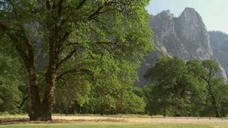 Yosemite Nature Notes  17  Black Oaks [upl. by Johnathan]