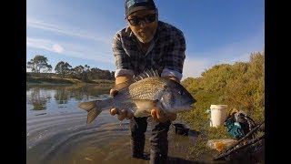 Onkaparinga river session quality 45cm Black Bream [upl. by Combes]