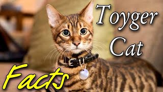 TOYGER  IS IT A HOME TIGER  Some facts about toyger cats Toyger cat home Animals [upl. by Aicatan]