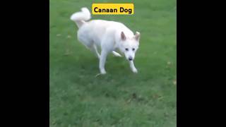 Robust Canaan Dogs youtube youtubeshorts shorts [upl. by Eatnom]