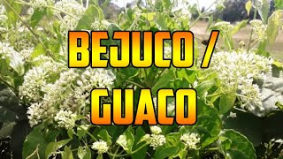 PARA QUE SIRVE🌿GUACO 🌿BENEFICIOS🌿BEJUCO 🌿 Mikania glomerata 🌿PROPIEDADES Y USOS PLANTAS MEDICINALES [upl. by Norrabal]