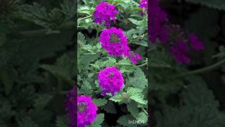 How to grow verbena from seeds shorts plants verbena [upl. by Armanda]