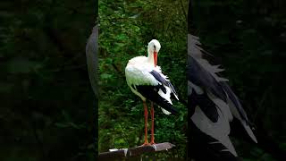 Stork Bird  best Video shorts [upl. by Bovill230]