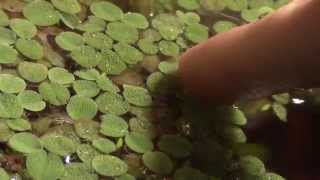 Aquarium Plant Overview Salvinia [upl. by Medrek]