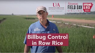 Billbug Control in Row Rice 2021 Ark Field Day [upl. by Killarney489]