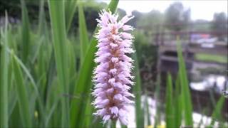 Adderwortel Persicaria bistorta  20160601 [upl. by Orman]