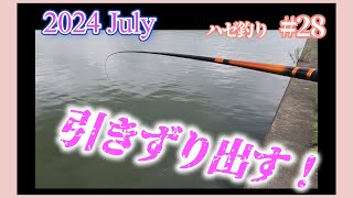 2024年【ハゼ釣り28】7月14日‗ヒネハゼは狙って釣れる？ニーマル現場で翌日も釣ってみたら‗釣果情報 [upl. by Fulcher431]