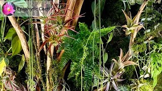 Planting Epiphytic Cacti in a Terrarium [upl. by Nordek199]