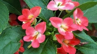 Bouturer une impatiens dintérieur [upl. by Cassius178]