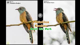 Plaintive Cuckoo 八声杜鹃 [upl. by Benn]