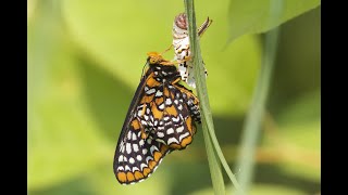 Baltimore Checkerspot Butterfly [upl. by Rupert]