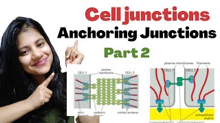 Cell Junctions  Anchoring Junctions  Cell Biology  Hindi  Megha Kucchal [upl. by Ahsanat269]