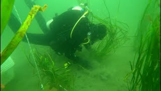 Restoring Our Eelgrass [upl. by Eirehs]