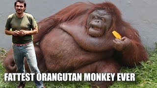 THE FATTEST ORANGUTAN EVER [upl. by Ennayram]