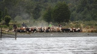 Arreo de vacunos en Agroturismo Estancia Mercedes [upl. by Gilbert599]