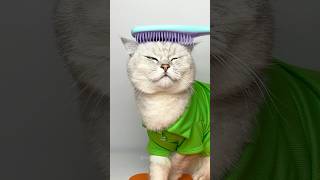 Hairbrush cleaning hack cuddleclawshow lifehacks catchef cats funny foryou [upl. by Luisa339]