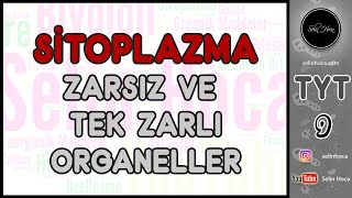 15 Sitoplazma 1 Zarsız ve Tek Zarlı Organeller [upl. by Mendy]