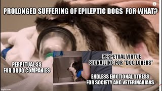 Dog had a seizure Side Effects Barking Dog Culture self inflicted suffering for profit [upl. by Lottie]