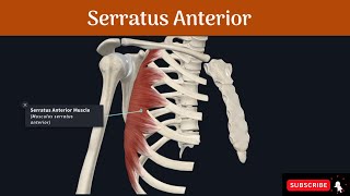 Serratus Anterior Muscle  Origin  Insertion  Nerve Supply  Action  Winging of Scapula [upl. by Elledoj358]