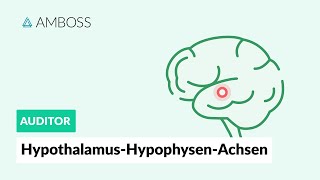 HypothalamusHypophysenAchsen  Zentrale Regulation des endokrinen Systems  AMBOSS Auditor [upl. by Akirehs]