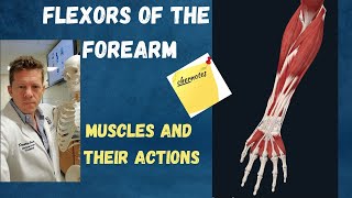 Anatomy and Physiology of Forearm Flexor Muscles Explained [upl. by Bogusz210]